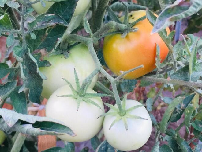 Satılır 7 otaqlı həyət evi/bağ evi 540 m², Mərdəkan q., photo 21 from 32