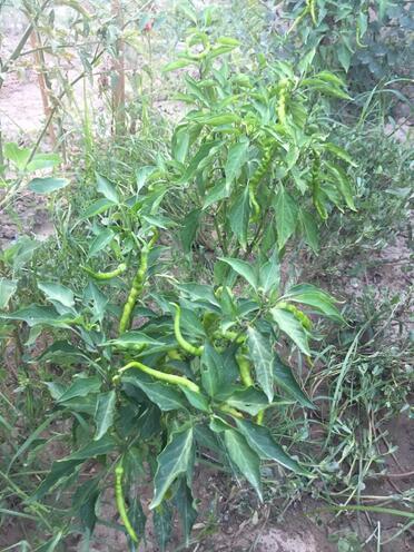 Satılır 7 otaqlı həyət evi/bağ evi 540 m², Mərdəkan q., photo 8 from 32