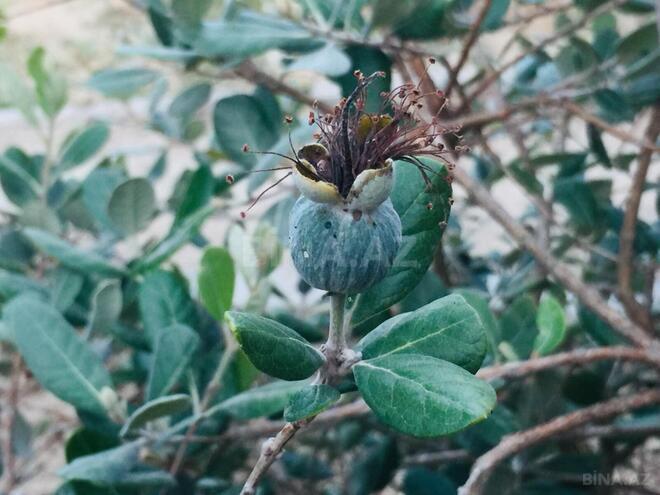 Satılır 7 otaqlı həyət evi/bağ evi 540 m², Mərdəkan q., photo 22 from 32