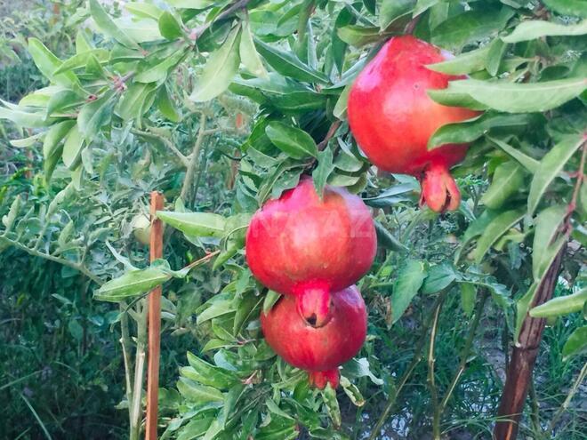 Satılır 7 otaqlı həyət evi/bağ evi 540 m², Mərdəkan q., photo 9 from 32