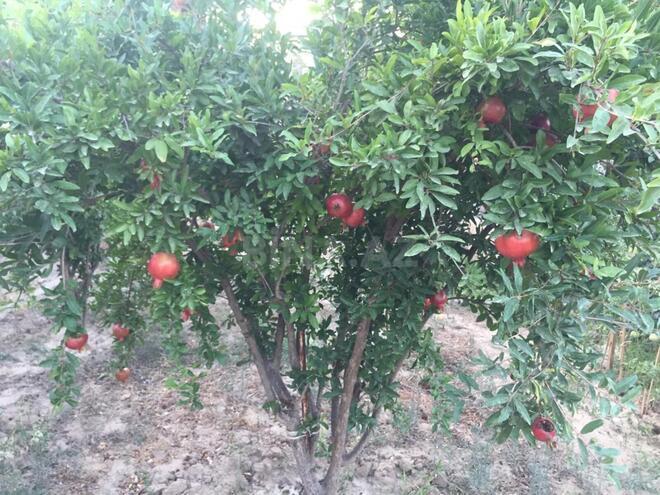 Satılır 7 otaqlı həyət evi/bağ evi 540 m², Mərdəkan q., photo 19 from 32