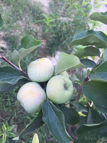 Satılır 7 otaqlı həyət evi/bağ evi 540 m², Mərdəkan q., photo 30 from 32