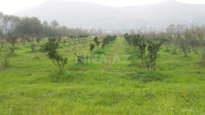 Satılır  torpaq 50 sot, Astara r., photo 3 from 12