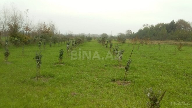 Satılır  torpaq 50 sot, Astara r., photo 7 from 12