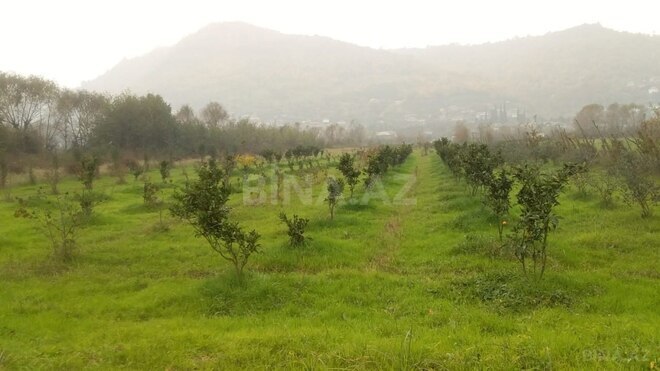 Satılır  torpaq 50 sot, Astara r., photo 6 from 12