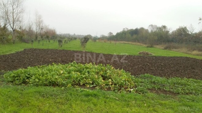 Satılır  torpaq 50 sot, Astara r., photo 8 from 12