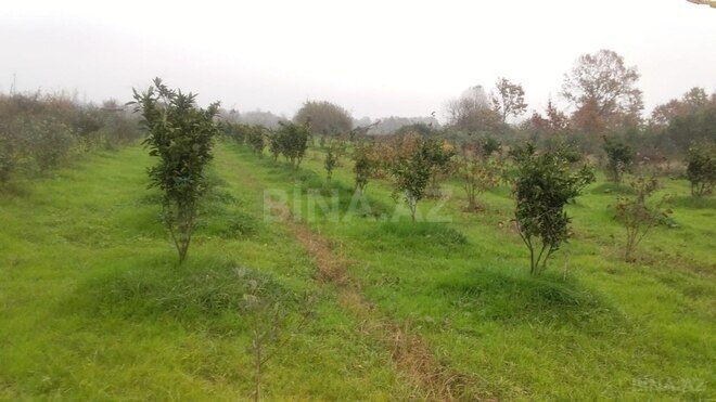 Satılır  torpaq 50 sot, Astara r., photo 9 from 12