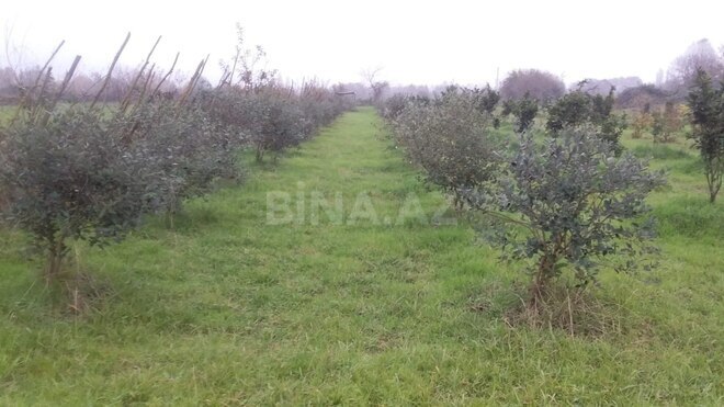 Satılır  torpaq 50 sot, Astara r., photo 11 from 12