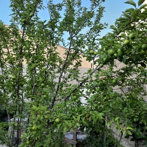 Сдаётся 3-комн. дом/дача 120 м², пос. Мардакан, photo 8 from 18