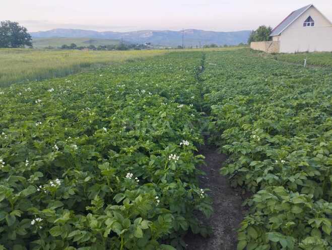 Satılır 2 otaqlı həyət evi/bağ evi 100 m², photo 12 from 14