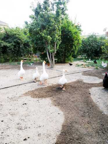 Продаётся  участок 15.5 сот, м. Ахмедлы, photo 13 from 14