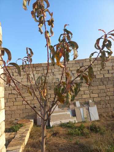 Продаётся 3-комн. дом/дача 80 м², пос. Гюргян, photo 22 from 24