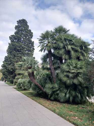 Продаётся 4-комн. новостройка 246 м², м. Сахил, photo 11 from 15