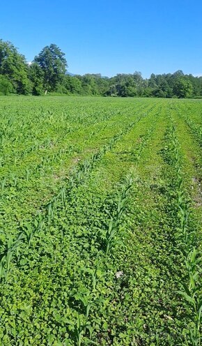 Продаётся  участок 1 100 сот, photo 5 from 7