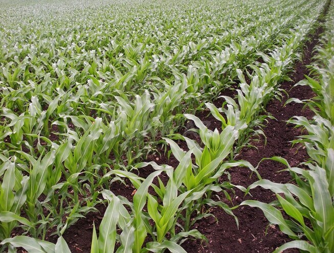 Продаётся  участок 1 100 сот, photo 3 from 7