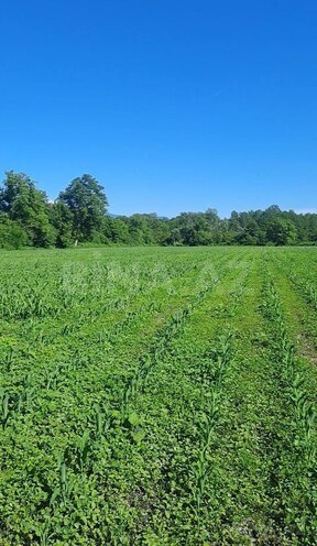 Продаётся  участок 1 100 сот, photo 4 from 7