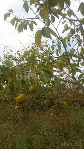 Satılır  torpaq 400 sot, photo 13 from 17