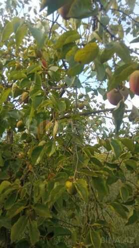 Satılır  torpaq 400 sot, photo 6 from 17