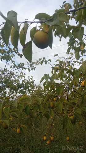 Satılır  torpaq 400 sot, photo 7 from 17