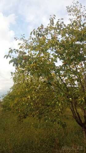 Satılır  torpaq 400 sot, photo 9 from 17