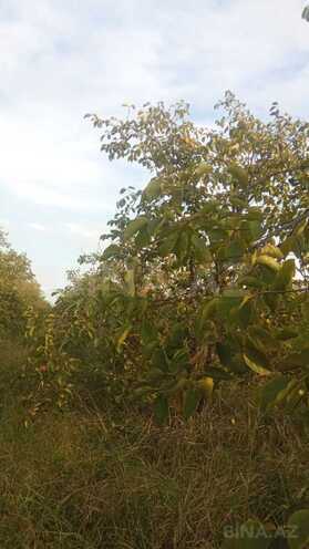 Satılır  torpaq 400 sot, photo 8 from 17