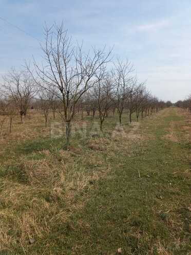 Satılır  torpaq 400 sot, photo 3 from 17