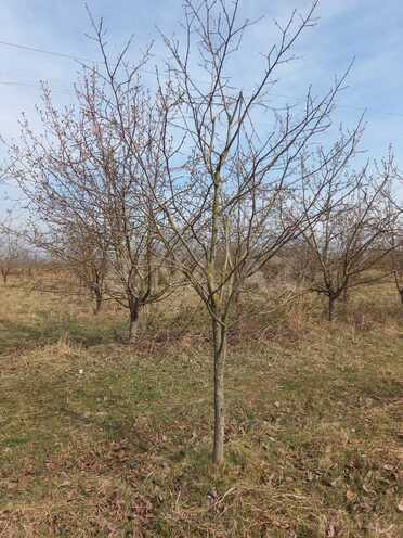 Satılır  torpaq 400 sot, photo 5 from 17