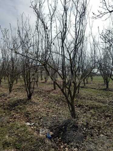 Satılır  torpaq 400 sot, photo 16 from 17