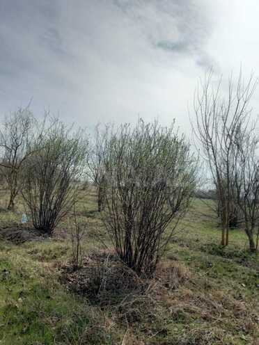 Satılır  torpaq 400 sot, photo 15 from 17