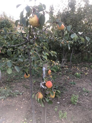 Satılır 5 otaqlı həyət evi/bağ evi 500 m², photo 9 from 13