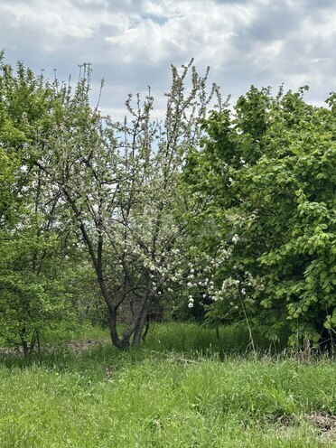 Продаётся  участок 31 сот, photo 8 from 17