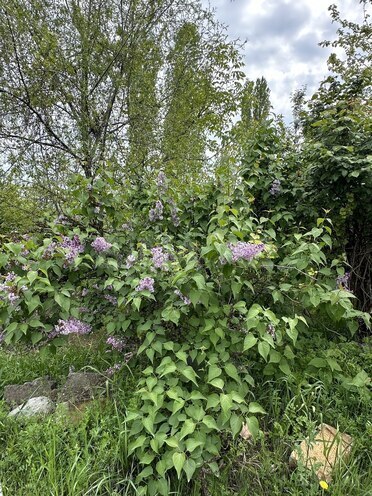 Продаётся  участок 31 сот, photo 5 from 17