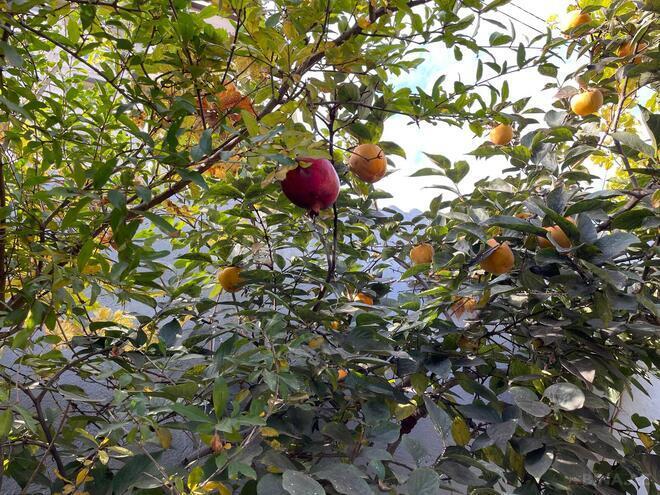 Продаётся 6-комн. дом/дача 160 м², м. Ахмедлы, photo 19 from 25