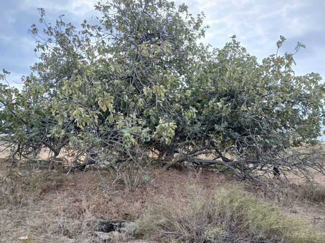 Продаётся  участок 12 сот, пос. Кюрдаханы, photo 6 from 8