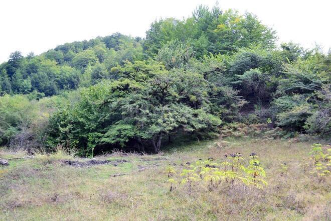 Satılır  torpaq 80 sot, photo 17 from 21