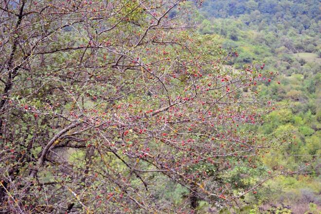 Satılır  torpaq 80 sot, photo 11 from 21