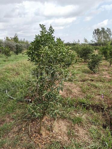 Продаётся  участок 50 сот, Астара р., photo 4 from 14