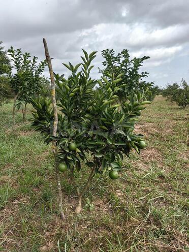 Продаётся  участок 50 сот, Астара р., photo 5 from 14