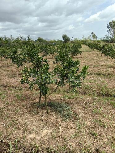 Продаётся  участок 50 сот, Астара р., photo 10 from 14