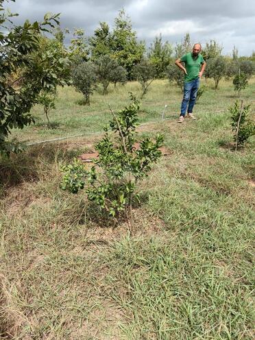 Продаётся  участок 50 сот, Астара р., photo 8 from 14