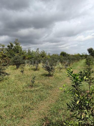 Продаётся  участок 50 сот, Астара р., photo 13 from 14