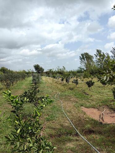 Продаётся  участок 50 сот, Астара р., photo 12 from 14