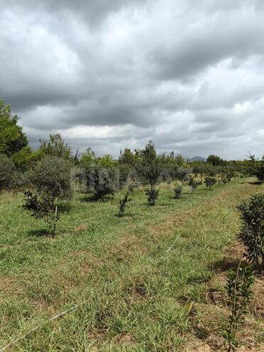 Продаётся  участок 50 сот, Астара р., photo 7 from 14