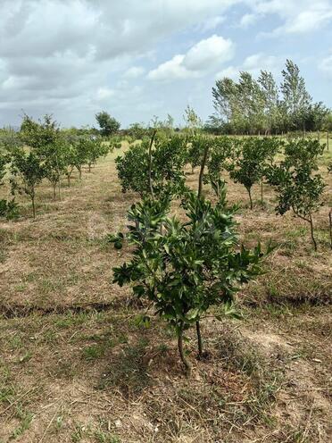 Продаётся  участок 50 сот, Астара р., photo 11 from 14