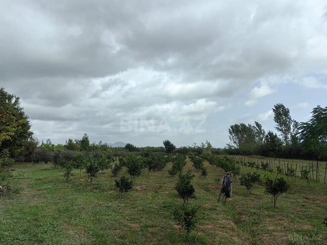 Продаётся  участок 50 сот, Астара р., photo 6 from 14