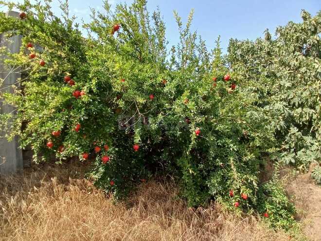 Satılır  torpaq 3 sot, Maştağa q., photo 5 from 7