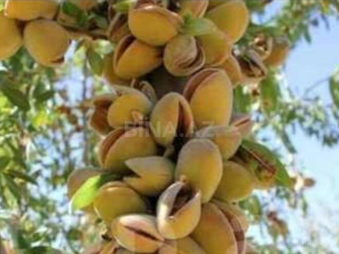 Продаётся  участок 1 300 сот, photo 8 from 10