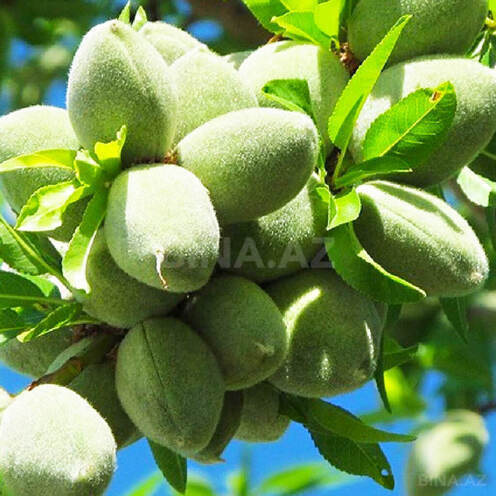 Продаётся  участок 1 300 сот, photo 4 from 10