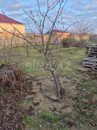 Продаётся  участок 9 сот, пос. Тюркан, photo 6 from 7