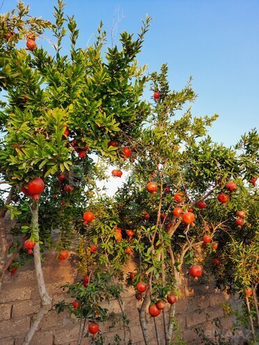 Продаётся 6-комн. дом/дача 190 м², пос. Гала, photo 29 from 32